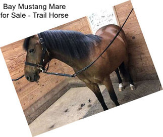 Bay Mustang Mare for Sale - Trail Horse