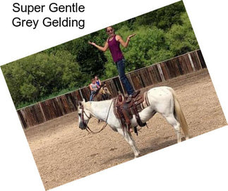 Super Gentle Grey Gelding