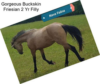 Gorgeous Buckskin Friesian 2 Yr Filly