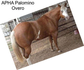 APHA Palomino Overo