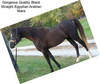 Gorgeous Quality Black Straight Egyptian Arabian Mare