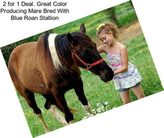 2 for 1 Deal. Great Color Producing Mare Bred With Blue Roan Stallion