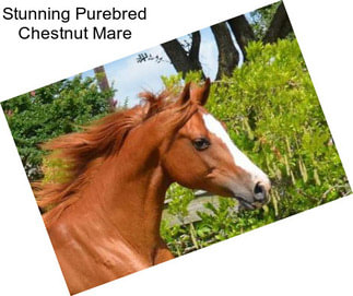 Stunning Purebred Chestnut Mare