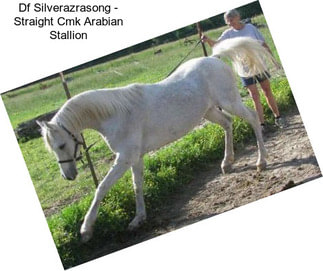 Df Silverazrasong - Straight Cmk Arabian Stallion