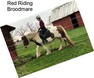 Red Riding Broodmare