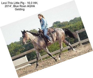 Levi-This Little Pig - 16.0 HH, 2014\', Blue Roan AQHA Gelding