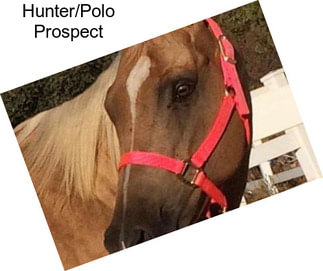 Hunter/Polo Prospect