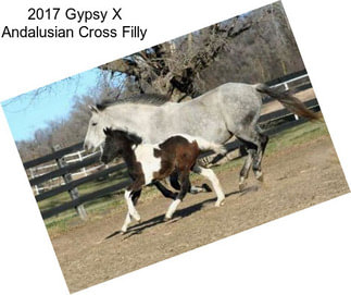 2017 Gypsy X Andalusian Cross Filly