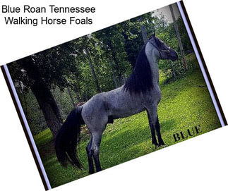 Blue Roan Tennessee Walking Horse Foals