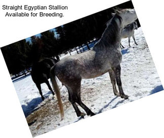 Straight Egyptian Stallion Available for Breeding.