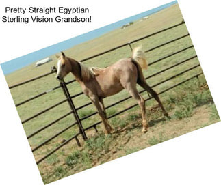 Pretty Straight Egyptian Sterling Vision Grandson!