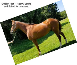 Smokin Plan - Flashy, Sound and Suited for Jumpers.