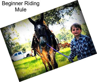 Beginner Riding Mule