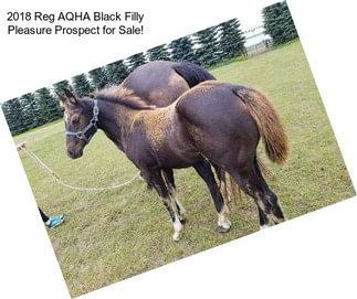 2018 Reg AQHA Black Filly Pleasure Prospect for Sale!