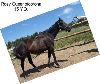 Rosy Queenofcorona 15 Y.O.