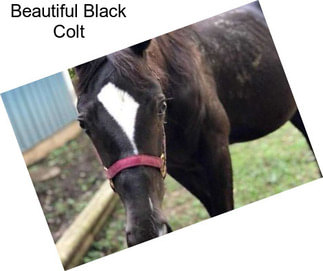 Beautiful Black Colt