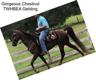 Gorgeous Chestnut TWHBEA Gelding