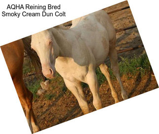 AQHA Reining Bred Smoky Cream Dun Colt