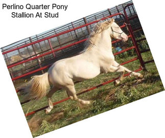 Perlino Quarter Pony Stallion At Stud