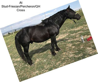 At Stud-Friesian/Percheron/QH Cross