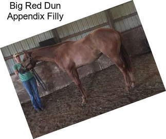 Big Red Dun Appendix Filly