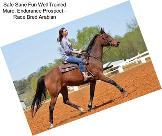 Safe Sane Fun Well Trained Mare, Endurance Prospect - Race Bred Arabian