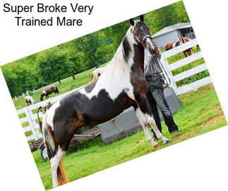 Super Broke Very Trained Mare