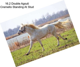 16.2 Double Agouti Cremello Standing At Stud