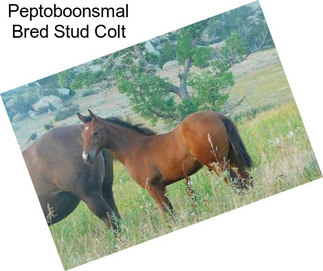 Peptoboonsmal Bred Stud Colt