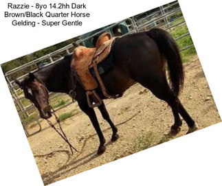 Razzie - 8yo 14.2hh Dark Brown/Black Quarter Horse Gelding - Super Gentle