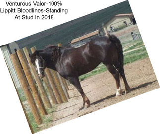 Venturous Valor-100% Lippitt Bloodlines-Standing At Stud in 2018