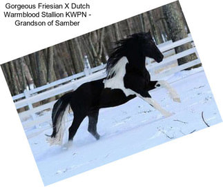 Gorgeous Friesian X Dutch Warmblood Stallion KWPN - Grandson of Samber