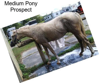 Medium Pony Prospect