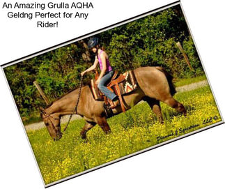 An Amazing Grulla AQHA Geldng Perfect for Any Rider!