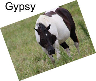 Gypsy