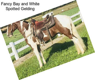 Fancy Bay and White Spotted Gelding