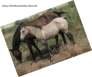 Classy 2018 Buckskin/Dun Stud Colt