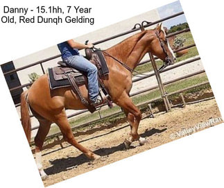 Danny - 15.1hh, 7 Year Old, Red Dunqh Gelding