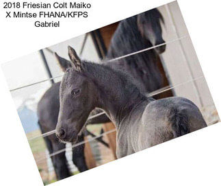2018 Friesian Colt Maiko X Mintse FHANA/KFPS Gabriel