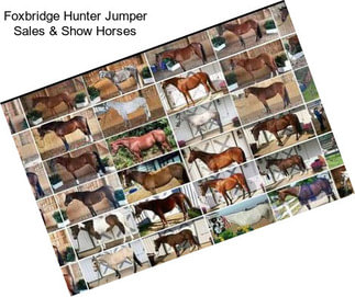 Foxbridge Hunter Jumper Sales & Show Horses