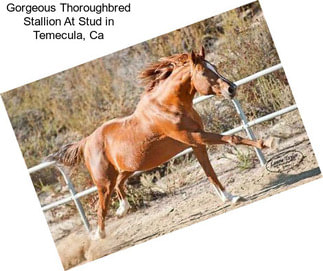 Gorgeous Thoroughbred Stallion At Stud in Temecula, Ca