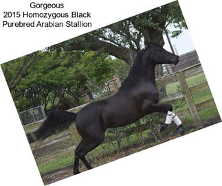 Gorgeous 2015 Homozygous Black Purebred Arabian Stallion