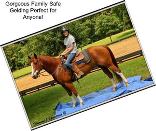 Gorgeous Family Safe Gelding Perfect for Anyone!