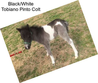 Black/White Tobiano Pinto Colt