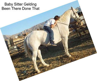 Baby Sitter Gelding Been There Done That