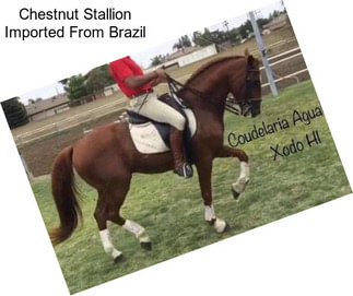 Chestnut Stallion Imported From Brazil