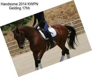 Handsome 2014 KWPN Gelding 17hh