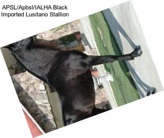 APSL/Apbsl/IALHA Black Imported Lusitano Stallion
