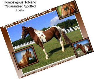 Homozygous Tobiano *Guaranteed Spotted Foals