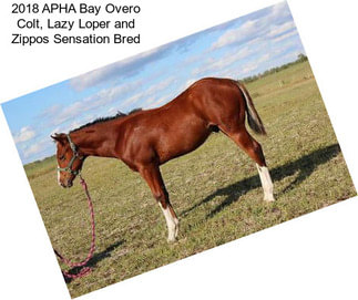 2018 APHA Bay Overo Colt, Lazy Loper and Zippos Sensation Bred